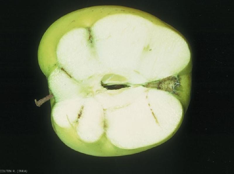 Fichier:Ravageurs Rhynchite rouge fruit 2 Ephytia-INRAE.jpg