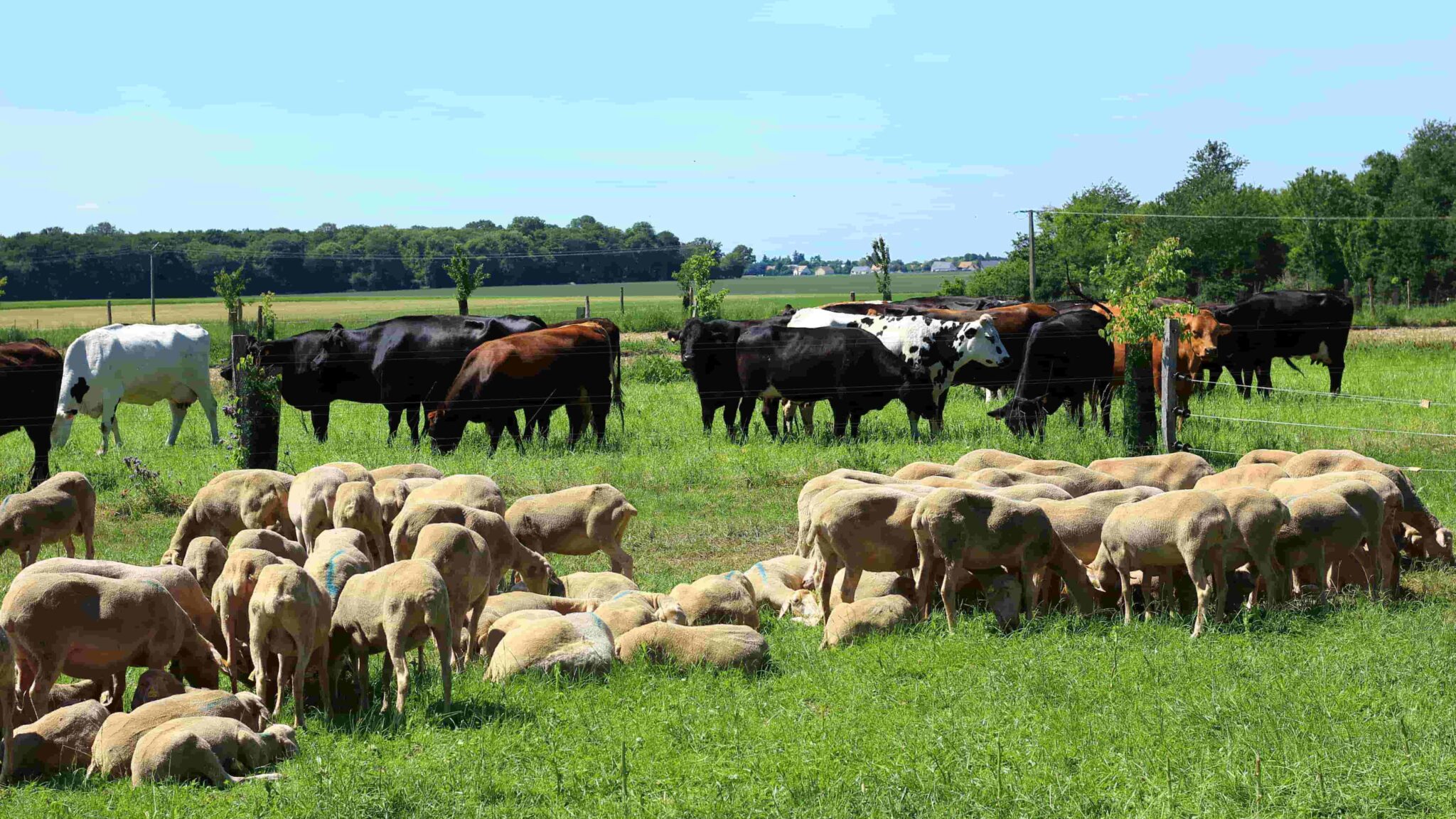 Vaches et brebis Ferme-des-Patures.jpg