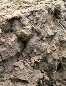 Fichier:Principes de la fertilité des sols 8.jpg