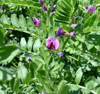 Fichier:Vesce commune.png