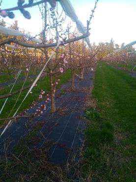 Fichier:Bâches tissées sur le rang, alternatives au désherbage 3.jpg