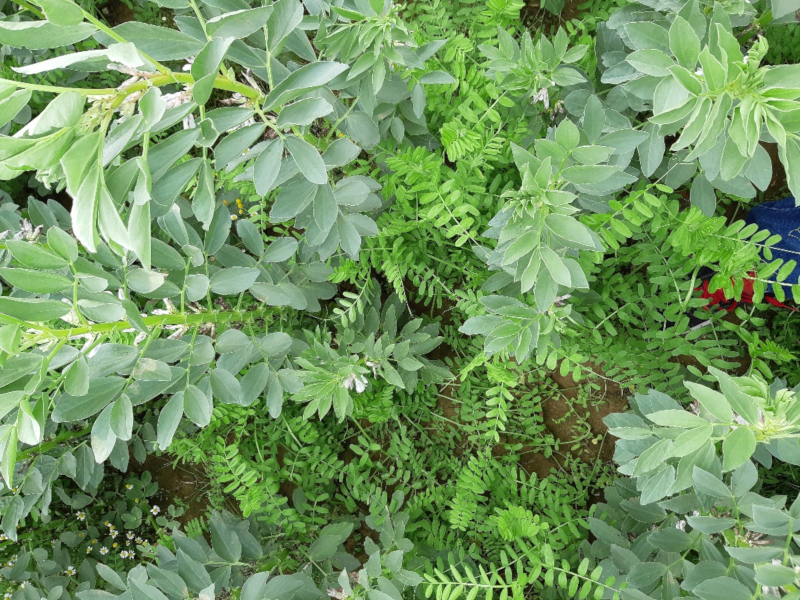 Fichier:Feverole vesce.png