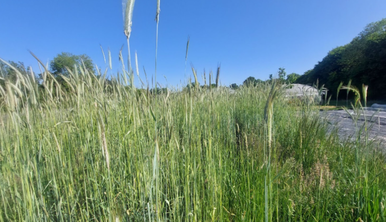 Fichier:Résultats semis couvert d'hiver 2024.png