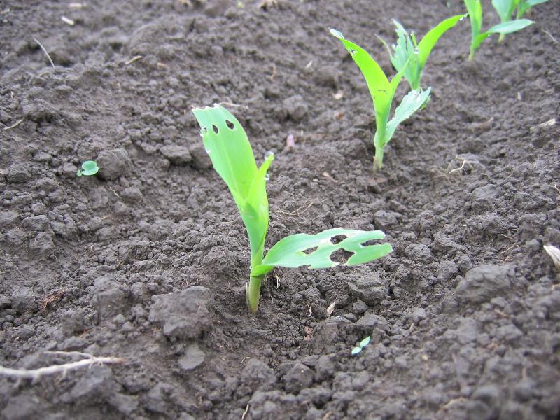 Fichier:MI Limaces 2-min.jpg