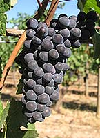 Pinot n fr wikimedia.jpg
