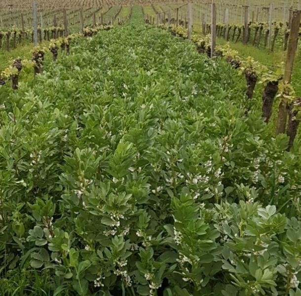 Fichier:Semis d'engrais verts dans les inter-rangs de vigne 7.jpg