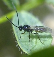 Fichier:Romain Planes Microhymenoptere.jpg