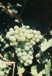Colombard grappe.jpg