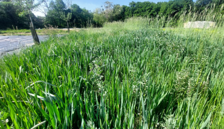 Fichier:Couverts d'hiver 2024, Jardins de la Mésangère.png