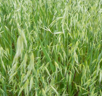 Fichier:Avoine C de Printemps.png