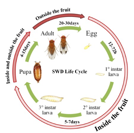 Cycle de vie de Drosophila suzukii