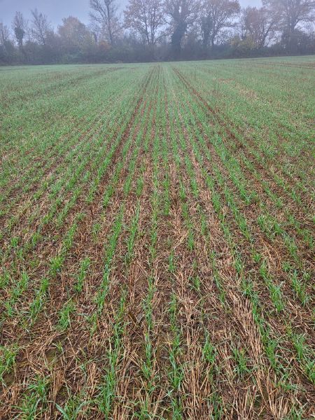 Fichier:Champ3 Saboureau.jpg