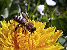 Image abeille.jpg