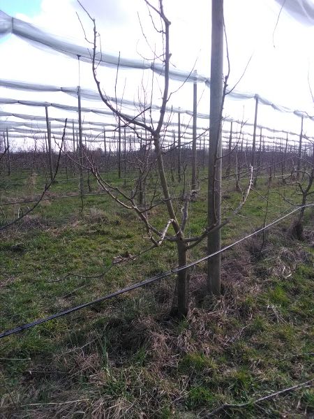 Fichier:Verger Vernou 3.jpg