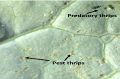 Comparaison entre la taille des thrips et du prédateur Atheta coriaria