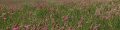 Engrain sous sainfoin