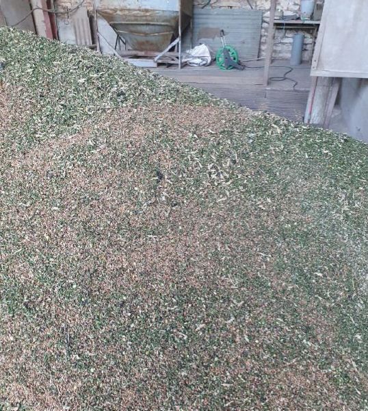 Fichier:Recolte... verte.jpg