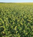 Couverts interculture sarrasin-millet