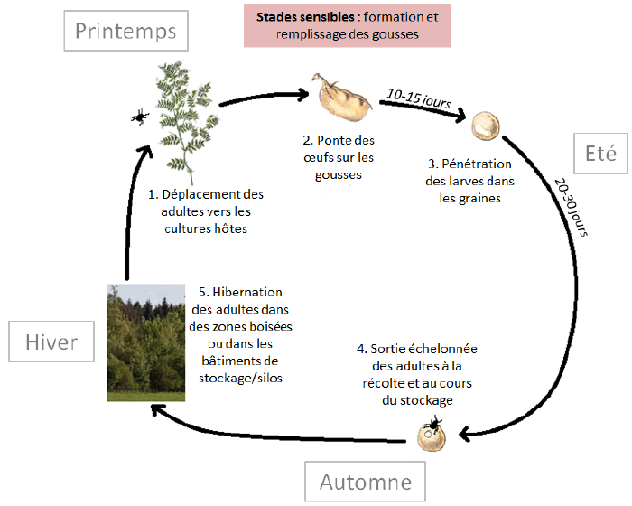 Bruche des lentilles-inline-0.png