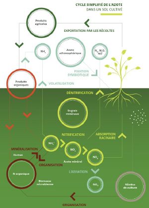 Cycle de l'azote
