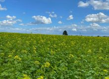 Quelles espèces implanter pour le couvert végétal d’été 5.jpg