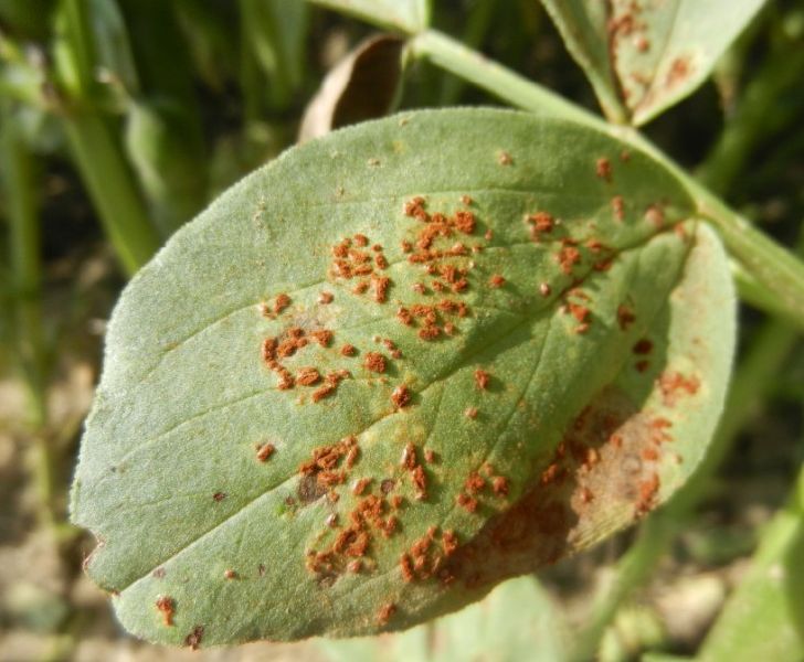 Fichier:Rouille féverole.jpg