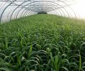 Engrais vert de sorgho sous serre
