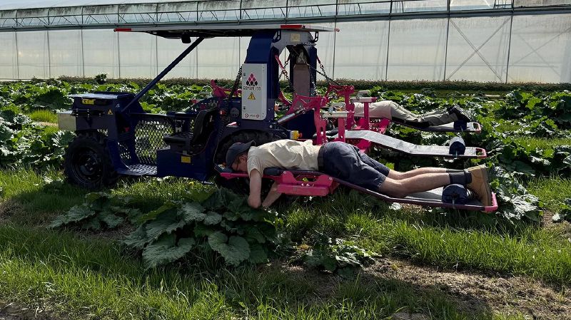 Fichier:Romanesco Broco’lit.jpg