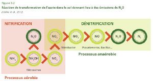 Réaction de transformations de l'azote dans le sol