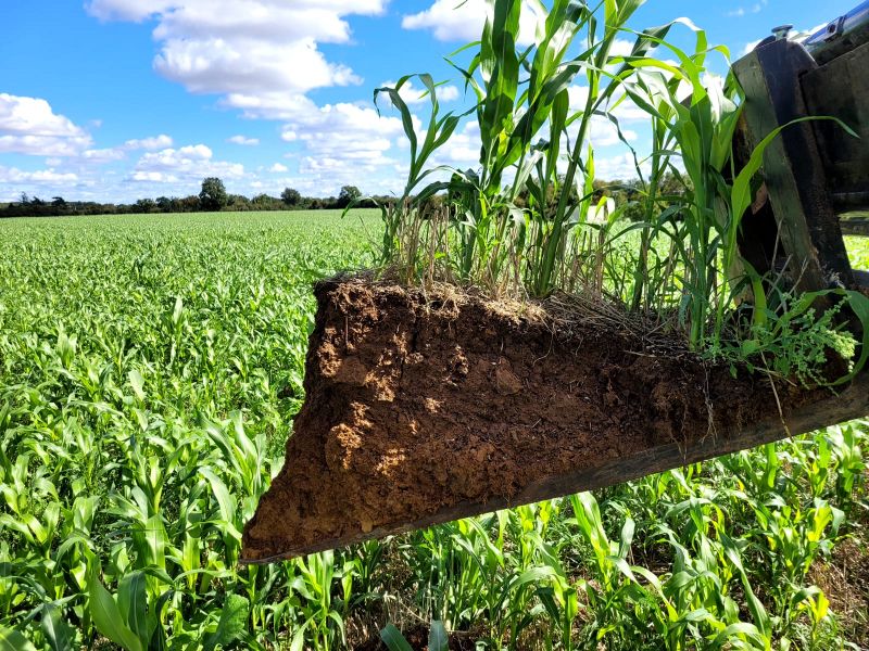 Fichier:Sol5 Saboureau.jpg