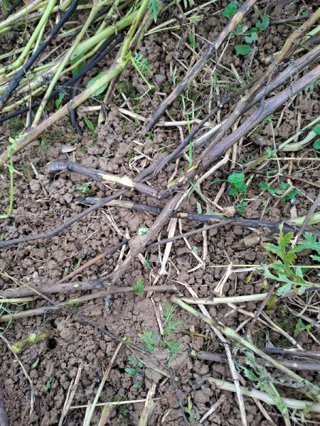 Fichier:Turricules Marchadour.jpg