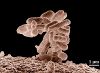 Micro-organismes.jpg