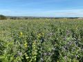 Association-tournesol-phacélie