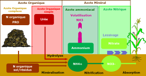 Les différentes formes d'azote - flux.png