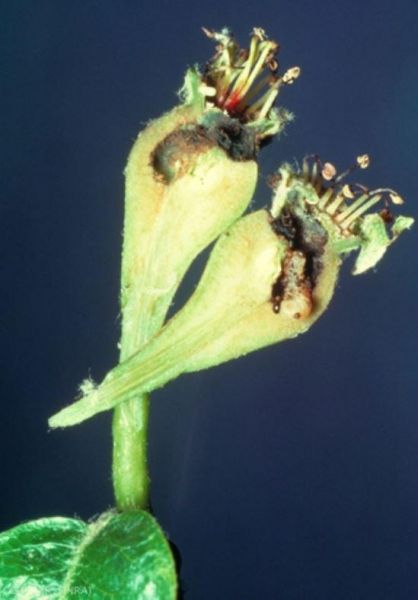 Fichier:Ravageurs-Hoplocampe larves poirette Ephytia-INRAE.jpg