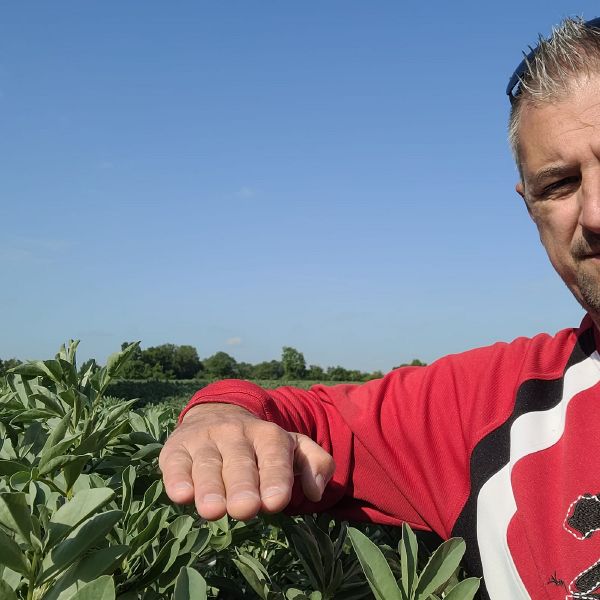 Fichier:Féverole Saboureau.jpg