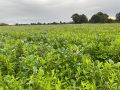 Bertand LEROUX COYAU Couvert magellan Niger 28,5% Trèfle d'alexandrie 28,5% Phacélie 21% Radis chinois 11% Moutarde d'abyssinie 11%