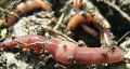 Earthworms 1