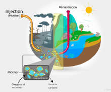 Bioremediation (1).png