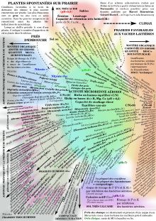 Plantes spontanées sur prairie2021-min.jpg