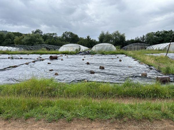 Champ Ferme de Truttenhausen