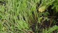 Ferme des Gobettes - Carottes sur compost - 1er septembre 2021 - 1ère récolte