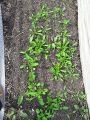 Petite Surface - 28 juin 2021 essai semis de carottes sur 1 cm de compost