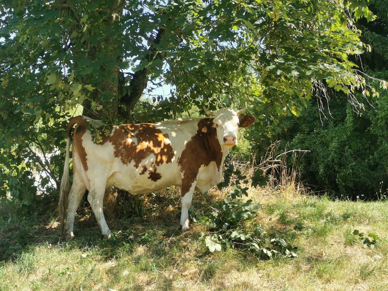Fichier:Vache GAEC de l'Abreuvoir.jpg