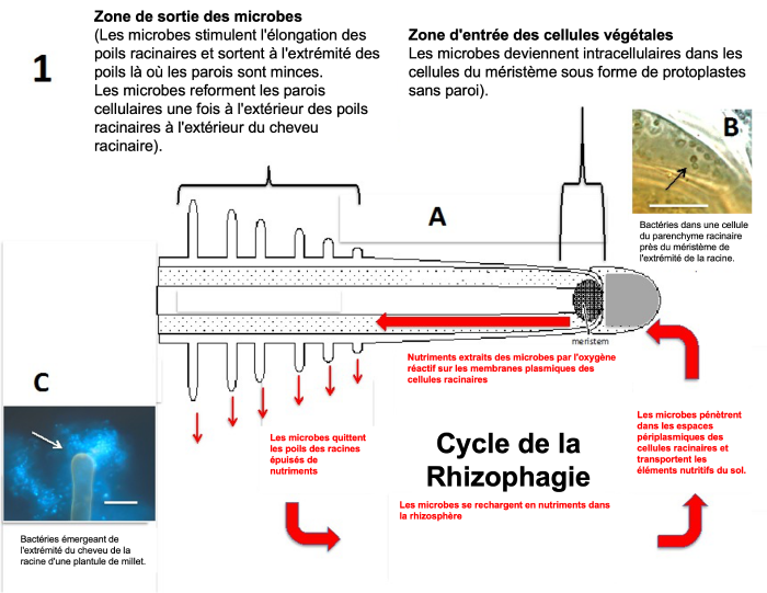 Cycle rhizophagie.png