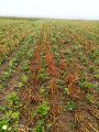 SD couvert dans chaume