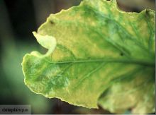 Maladies-Jaunisse modérée feuilles Ephytia-INRAE.jpg