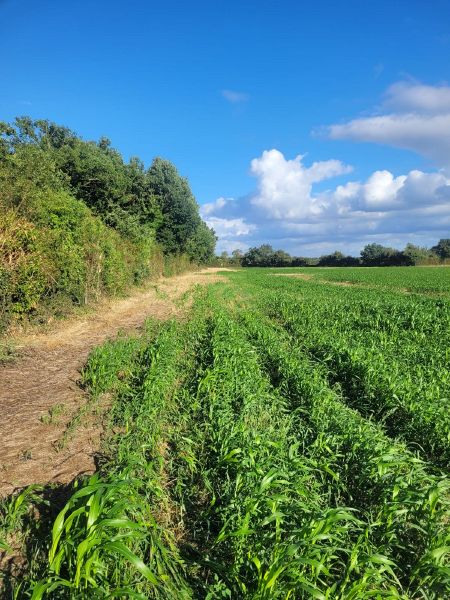 Fichier:Champ Saboureau.jpg