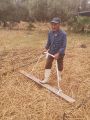 Hamid Majjaoui, Ouvrier de la ferme en train d'aplatir l'herbe avec la planche 
