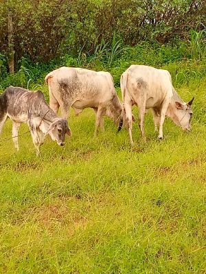 MamadouDiagne Vaches.jpg